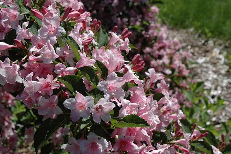 Weigela florida 'Boskoop Glory'